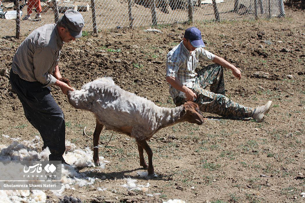  پشم‌چینی سنتی گوسفندان