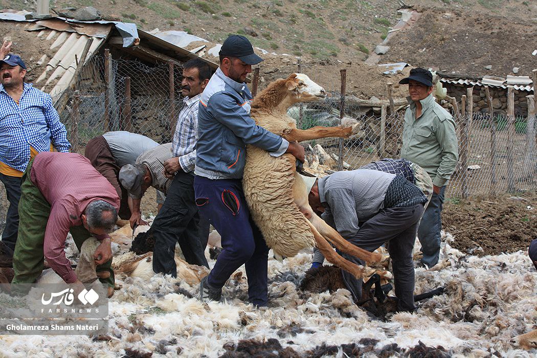  پشم‌چینی سنتی گوسفندان