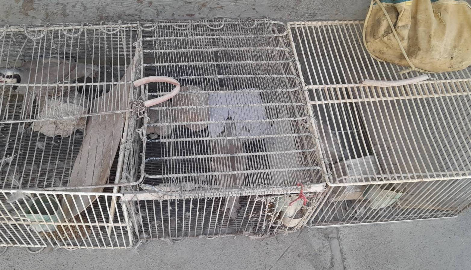  نجات چهار قطعه کبک از سوداگران حیات وحش در کامیاران