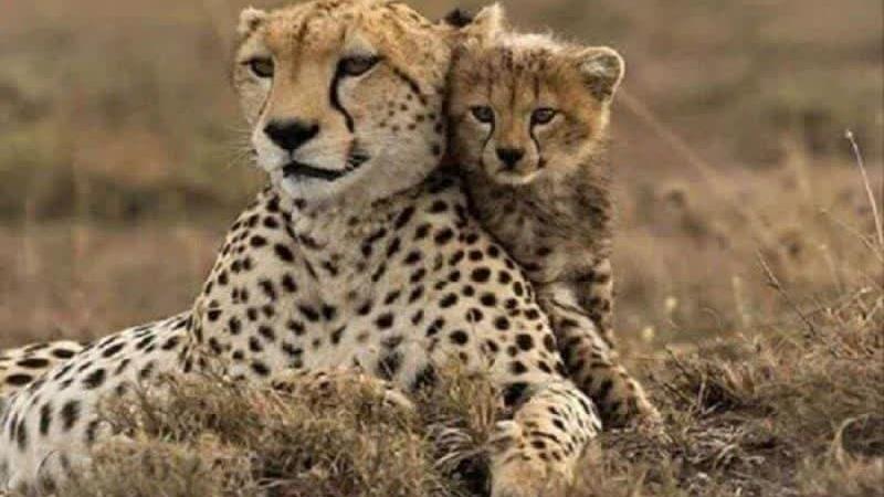 معاون رییس جمهور: تأمین طعمه و ایمنسازی جادهها اولویت نجات یوز ایرانی است