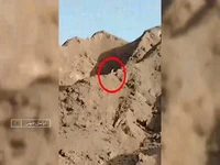 یوز آسیایی دوباره به خراسان جنوبی برگشت