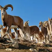 تصاویری دیدنی از گله‌های کل و بز وحشی در استان قزوین