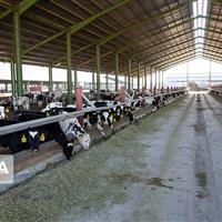۲ هزار میلیارد ریال برای تکمیل مجتمع دامپروری شیروان پیش‌بینی شد