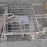  نجات چهار قطعه کبک از سوداگران حیات وحش در کامیاران