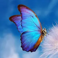 نقاشی پروانه زیر نور ماهتاب