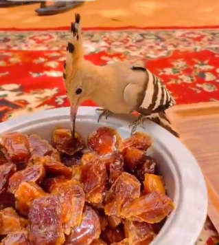 هدهد علاقه مند به قهوه صبحگاهی با خرما!