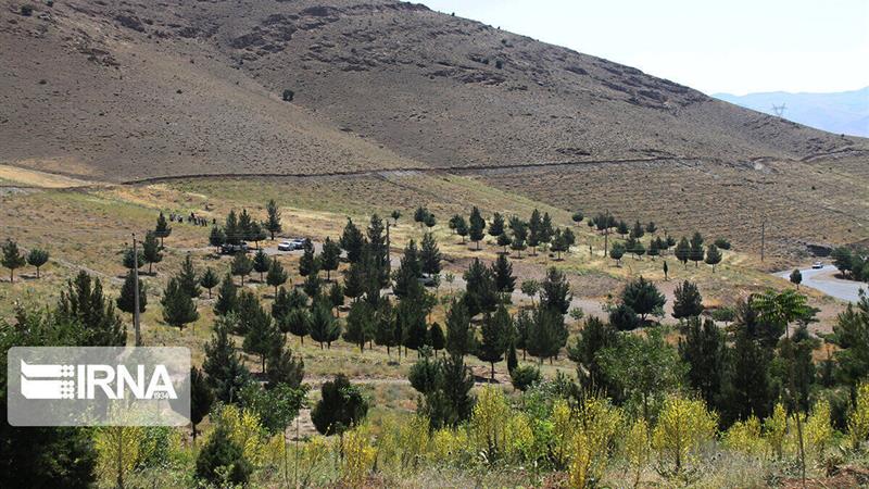 جریمه ۷۰ میلیارد ریالی برای عامل قطع درختان جنگلی شهرستان نمین