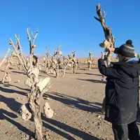 «باغ بهشت» ایرانی در جشنواره انگلیسی
