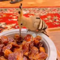 هدهد علاقه مند به قهوه صبحگاهی با خرما!