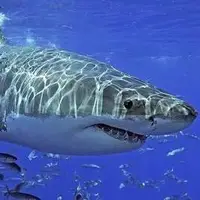 لحظه‌ای که کوسه پای مردی را هنگام عکس گرفتن گاز گرفت
