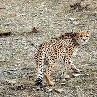 آخرین وضعیت «ایران» و «فیروز»؛ یوزهایی که نماد بقا شده‌اند