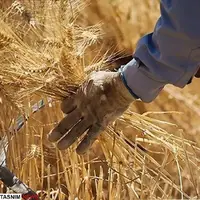 کاهش ۳۵ درصدی خرید تضمینی گندم