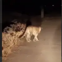  ثبت تصویر زیبا از پلنگ ایرانی در منطقه حفاظت شده الموت 