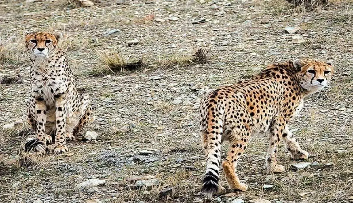 آخرین وضعیت «ایران» و «فیروز»؛ یوزهایی که نماد بقا شدهاند