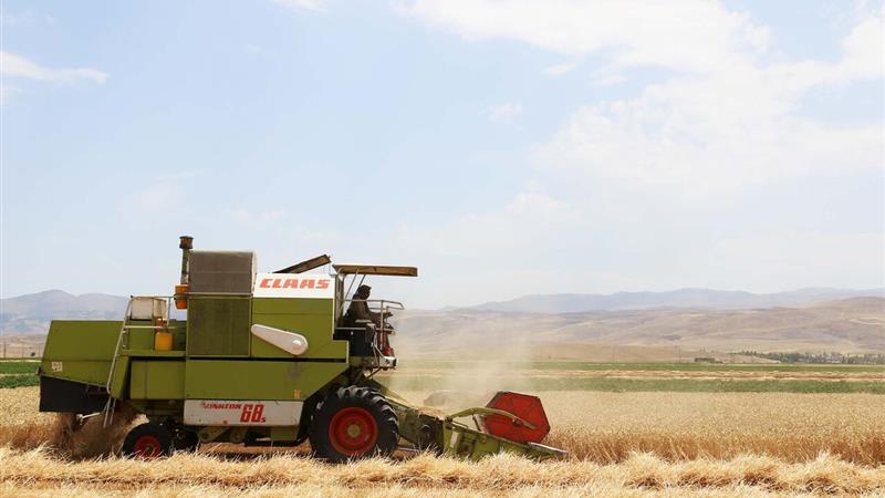 ۹۴ درصد مطالبات گندمکاران استان اردبیل پرداخت شد