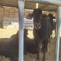 احیای نژاد گاو اصیل سیستانی؛ گامی مهم برای حفظ ذخایر ژنتیکی کشور