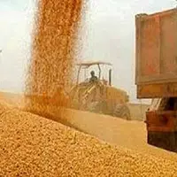  کشف انبار احتکار گندم در کرمانشاه