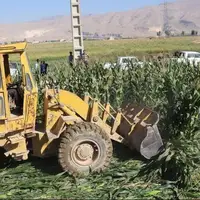امحای ۹ هکتار از محصولات کشاورزی آبیاریشده با فاضلاب در همدان