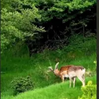 «فندقلو» بهشت گمشده جنگل های ارسباران