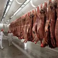ضبط و معدوم‌سازی ۲۱ لاشه دام سبک بیمار در هفتکل