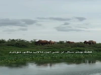 تالاب سیاه درویشان در گیلان