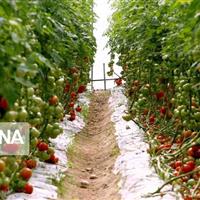 تحول در گلخانه‌های شیروان با افزایش تولید به چهار هزار تن