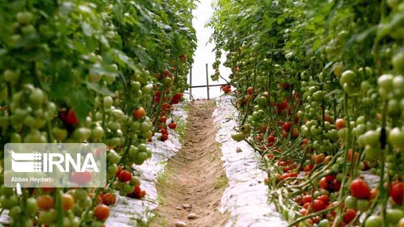 تحول در گلخانههای شیروان با افزایش تولید به چهار هزار تن