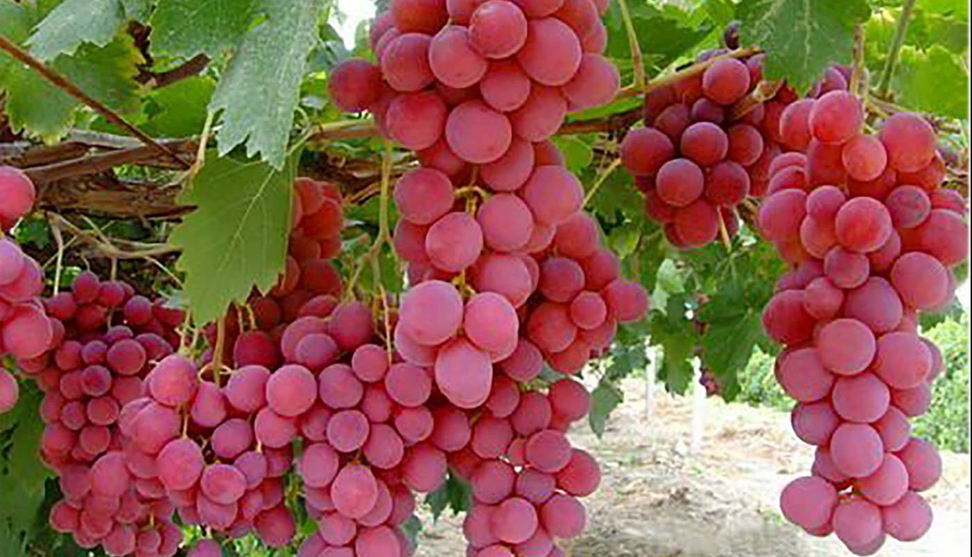 آیا انگور «اَبَر غذا» است؟