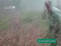پلنگ ایرانی در جنگل‌های هیرکانی املش دیده شد