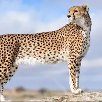 پلنگ ایرانی در جنگل‌های هیرکانی
