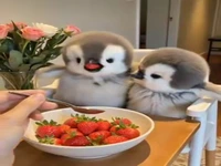 شغل مورد علاقه ام را پیدا کردم!