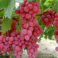 آیا انگور «اَبَر غذا» است؟