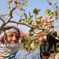 برداشت پسته از باغات خراسان‌شمالی