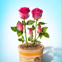طرح/ مایۀ آرامش و راحتی انسان 
