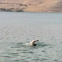 سد مهاباد دوباره قربانی گرفت