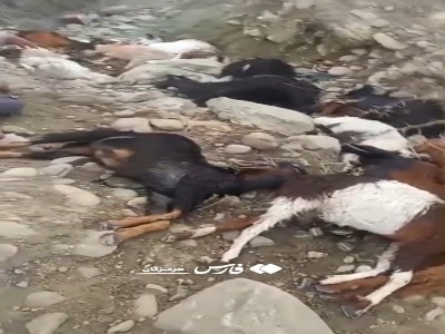 فیلم/ صاعقه جان ۱۷ رأس دام در یک روستای بشاگرد را گرفت 