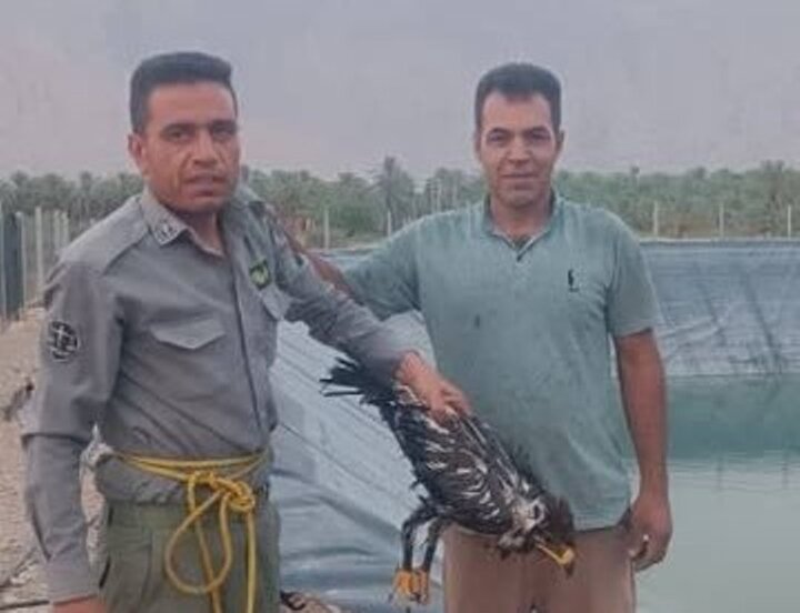نجات پرنده شکاری در بخش بوشکان
