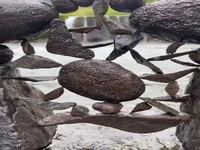برقراری تعادل دیدنی بین سنگ‌ها توسط هنرمندِ ژاپنی