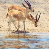 آب تنی گله ای آهوهای جزیره لاوان