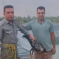 نجات پرنده شکاری در بخش بوشکان