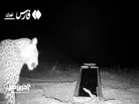  کل‌کل مار و پلنگ ایرانی در فیروزکوه 