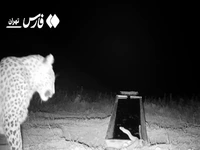 تقابل پلنگ ایرانی و مار در ارتفاعات فیروزکوه