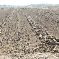 برداشت چغندرقند در پیرانشهر آغاز شد