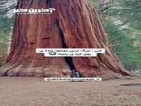 بزرگترین موجود زنده‌ی دنیا!