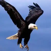  شکار قشنگ سلطان آسمان ها