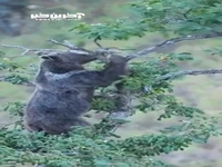 بلوط خوردن خرس در جنگل‌های ایران