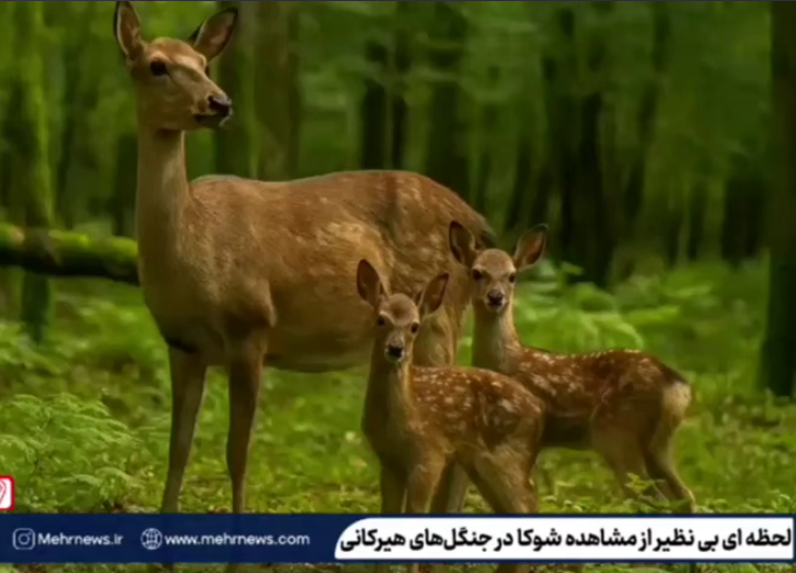  ثبت لحظه‌های بی‌نظیری از شوکاها در دل جنگل‌های هیرکانی لنگرود 