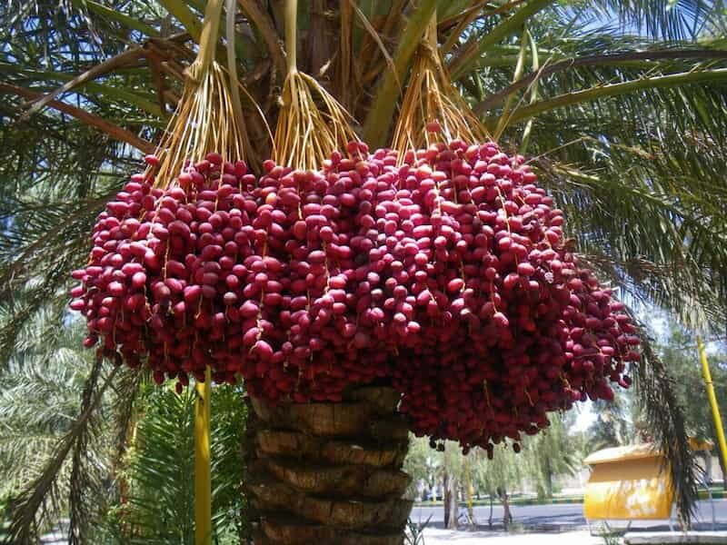 برداشت خرما از نخلستان‌های بم
