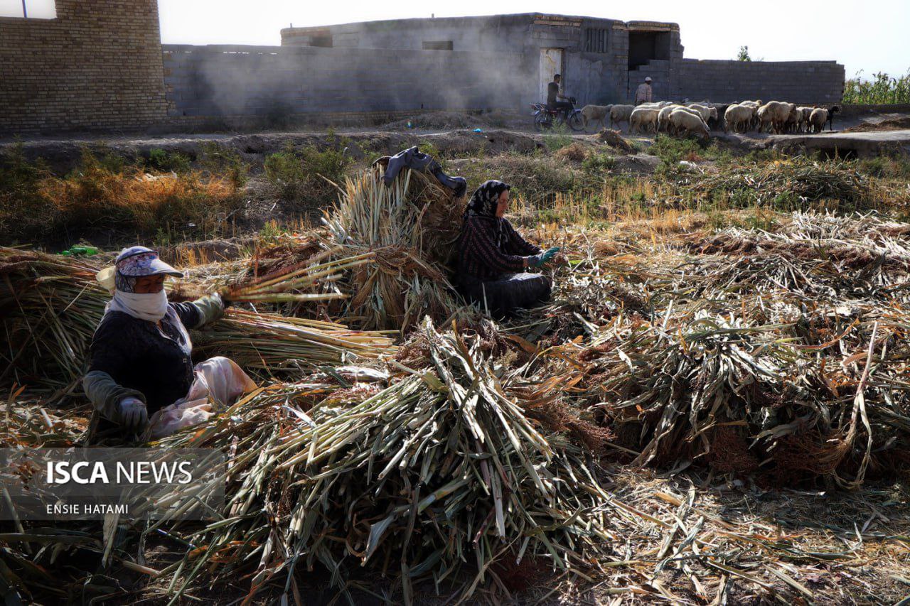 هنر بومی «جاروبافی» در روستای ملاحسن خراسان شمالی