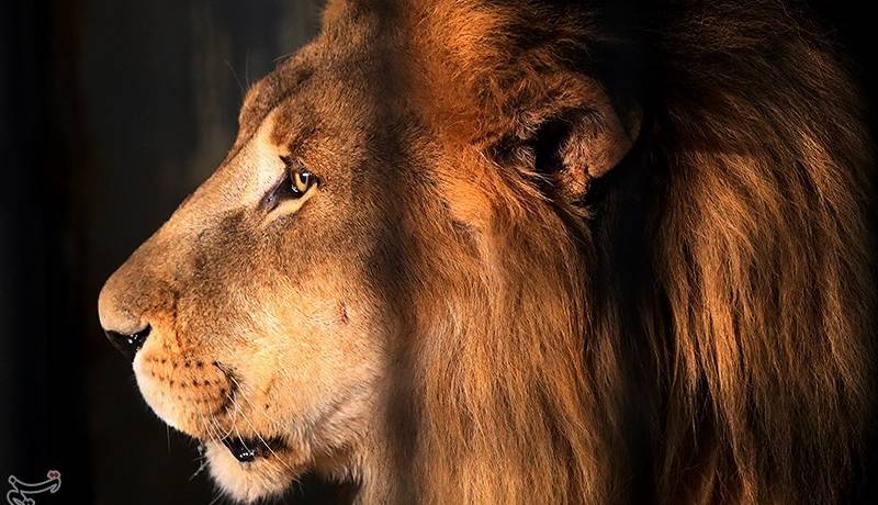 مجوز باغ‌وحش بابلسر تعلیق شد